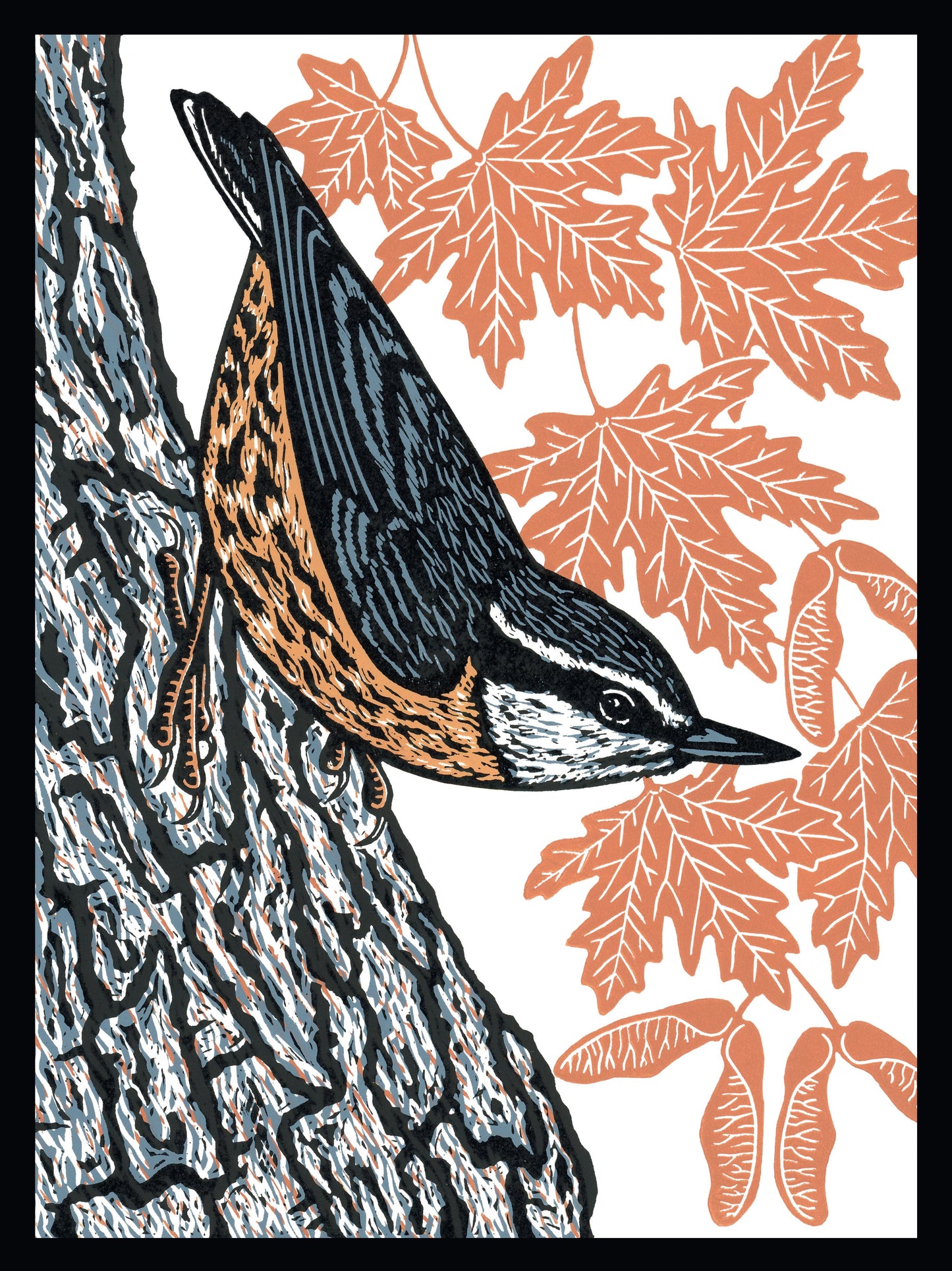 Nuthatch