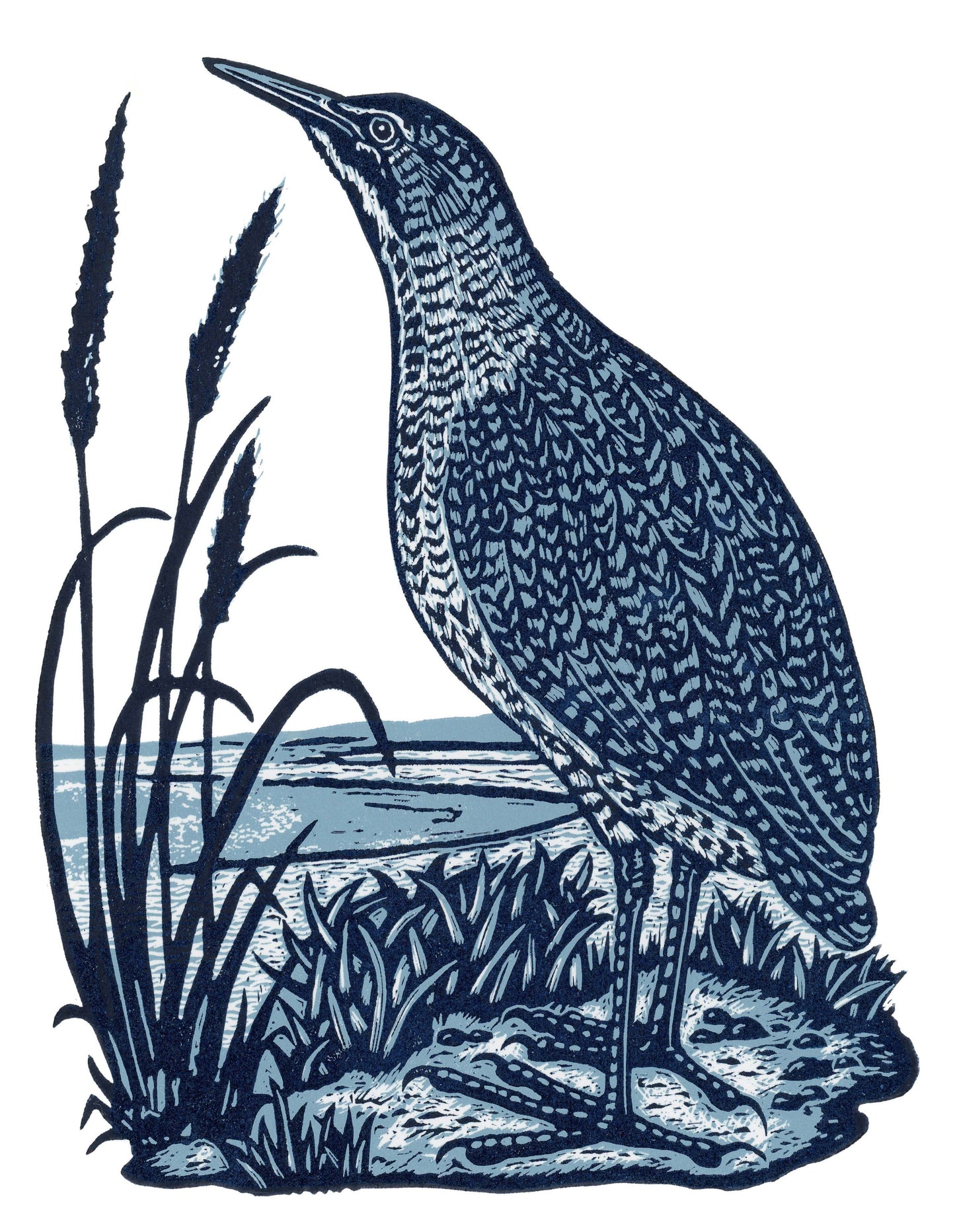 The Bittern