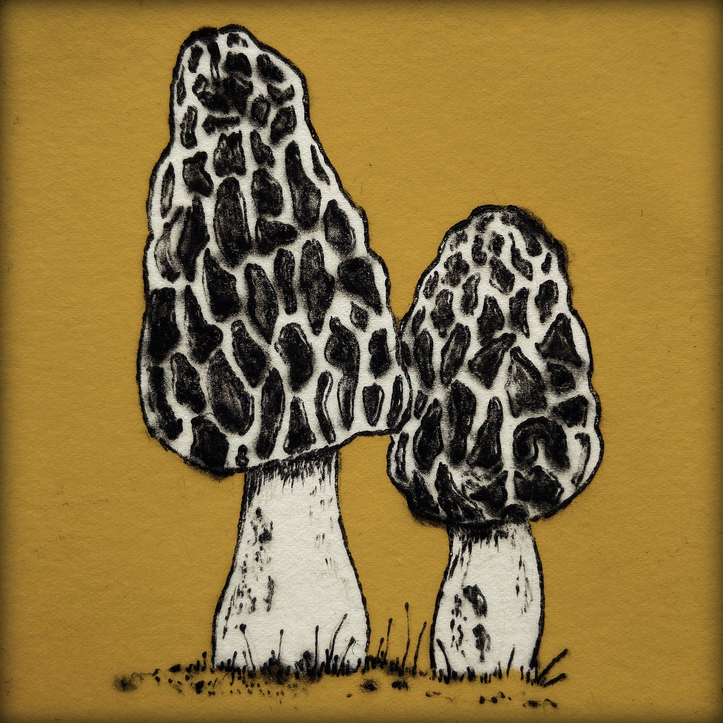 Morel Mushroom Greetings Card