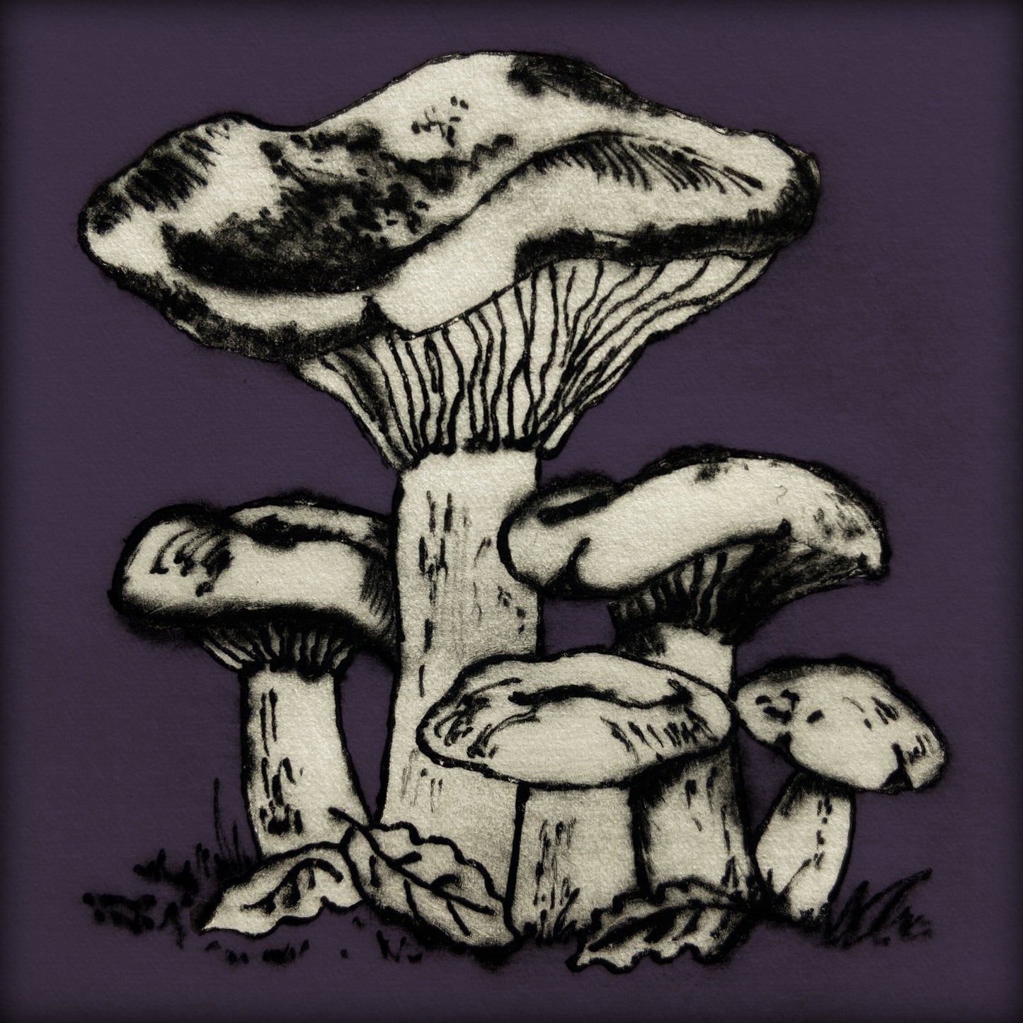 Wood Blewit Mushroom Greetings Card